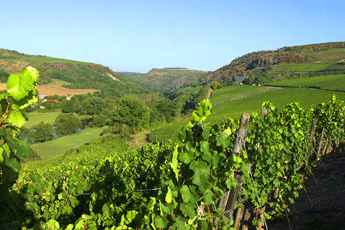 Nahewein